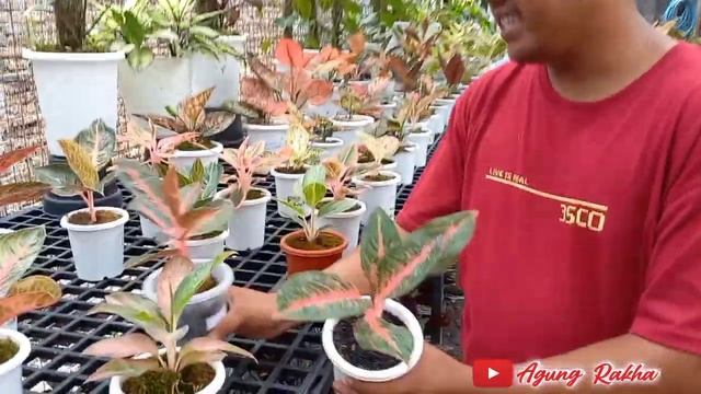 promo spesial aglaonema magelang| banyak tampilan cakep istimewa| bnyk pilihan size baby koleksian|