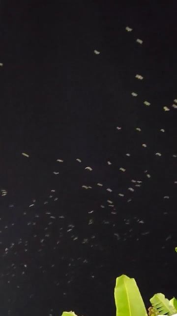 #birds #migration #migratingbirds #migrating #bird #sky #night #kerela #beauty #nature #god #love