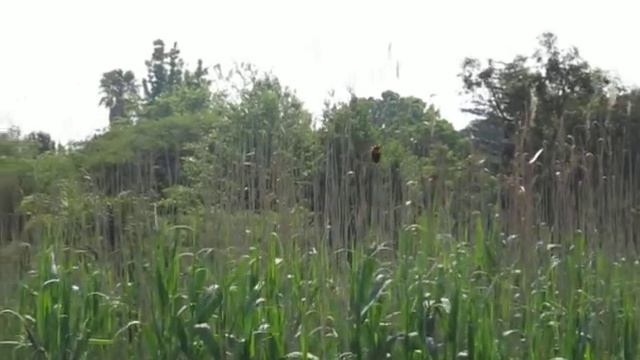 Breeding Colony of Red Bishops & Cape Weaver Birds