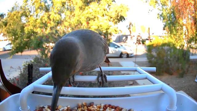 Curve-billed Thrasher: High Definition camera on a Bird Feeder. Don't miss out - Subscribe