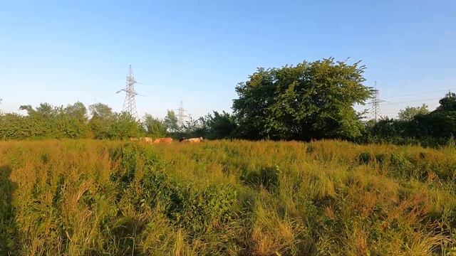 чайная плантация обзор GoPro 9