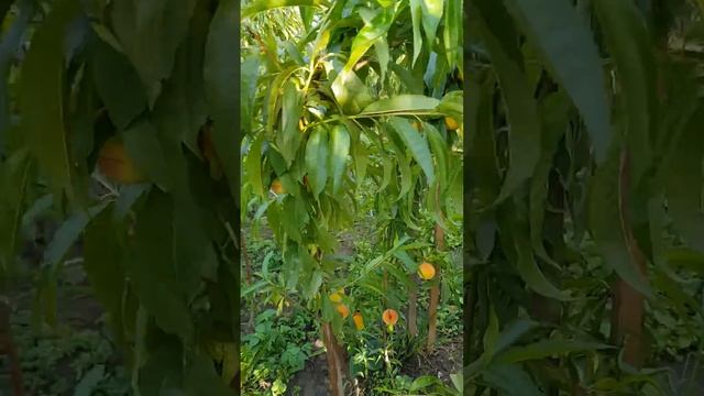 Персики Корець Сад