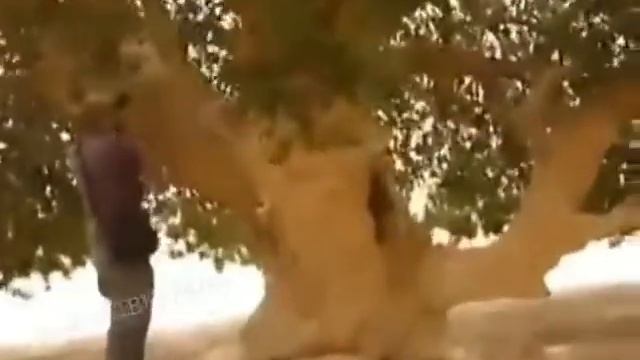 Иорданияда Расулуллоҳ шомга бораётганда тагида дам олган муборак дарахт. Иордания сахросида бу