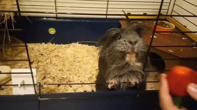 Bitwa za truskawkę 🍓 Moja świnka VS truskawka