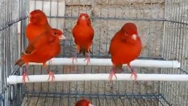 Red Agate Canaries