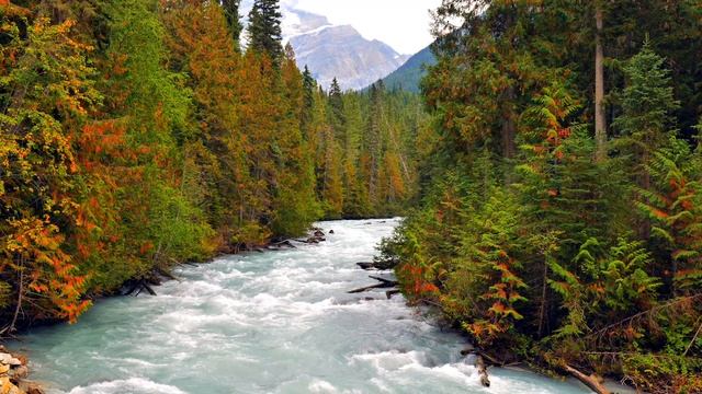 4K Glacier River Rapids  Британская Колумбия Ambience Лесные звуки реки для сна и медитации