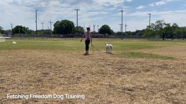 Opal- Training With The Long Line At McAllister Park