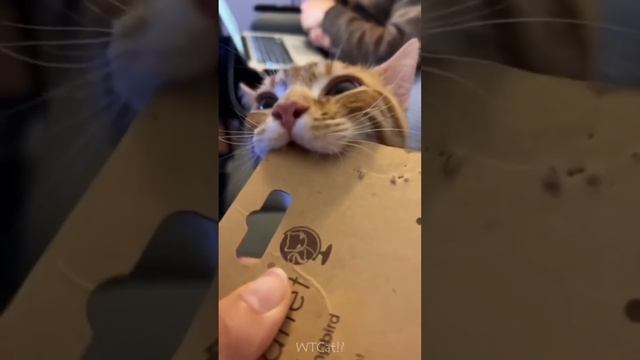 котики