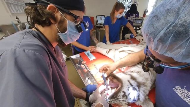White Tiger Dental In VR180 3D!