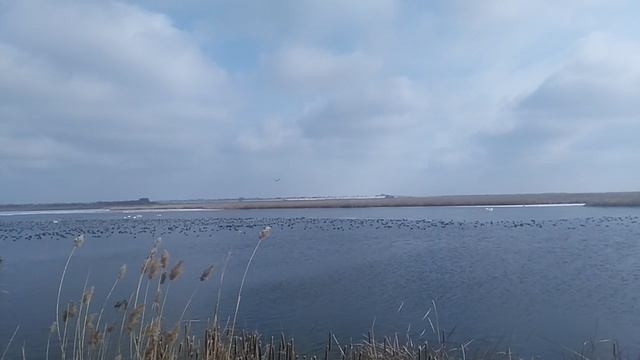 Главное занятие для птиц зимой — поиск еды.
