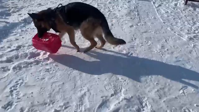 Эльза ,стройка дома Развлекуха собаки!