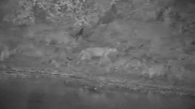 Djuma: Leopard-Tsemba male-Pt:1 - 18:40 - 03/20/2022