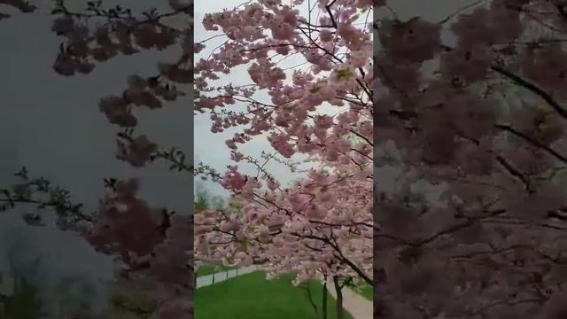 Весеннее Цветение! Цветущая Сакура.