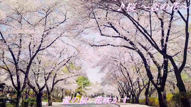 【オリジナル曲】桜 ～恋の花～ feat. IA (Official Audio with Lyrics)【Aquasnow'sレコメンド】