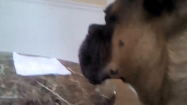 Love song for tank...lolololol