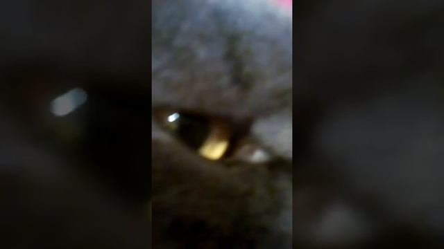 Кот злится! :-(33