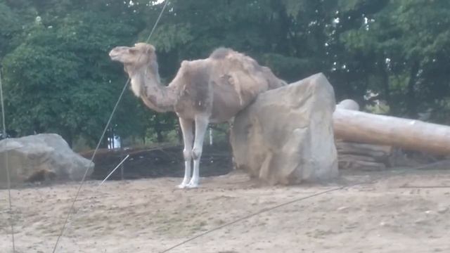 Верблюд | 1 | 🐪
