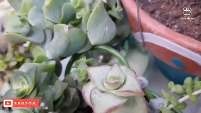 #succulents Tour | Crassulas | July 2020