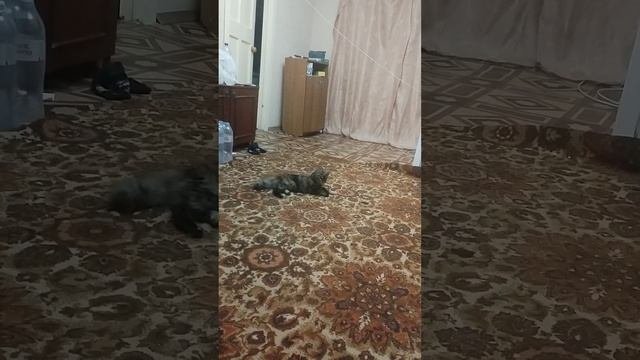 кошка играет с лазером