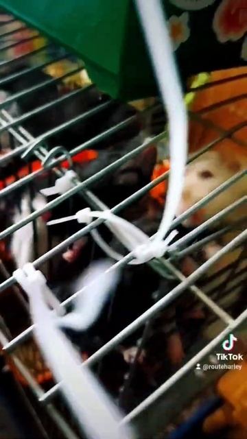 забрал своих крыс 😚 #shorts #animals #rat #крыса #крысы #dog #собака