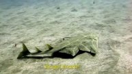 Gran Canaria Diving - angel shark returns 2017