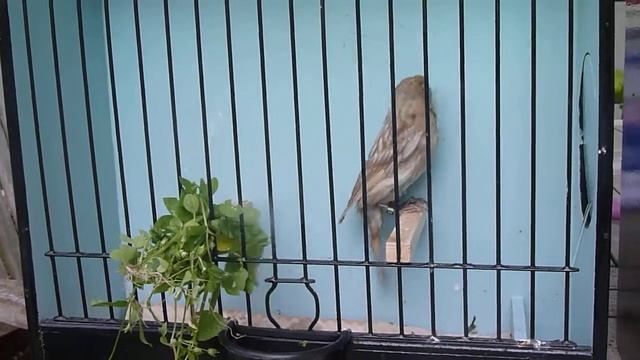 Young Black Red Greywing Pastel Mosaic Males 2014
