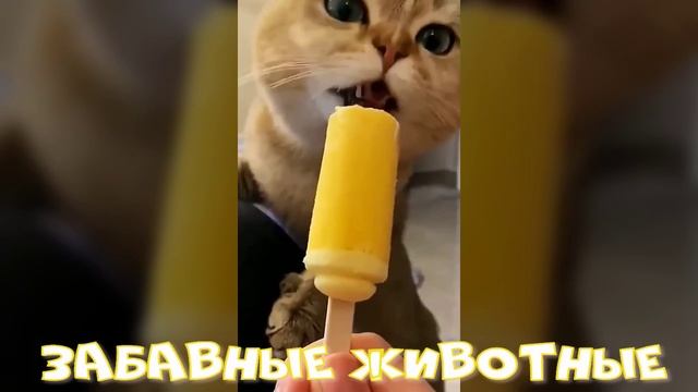 Забавные животные видео смотреть бесплатно.