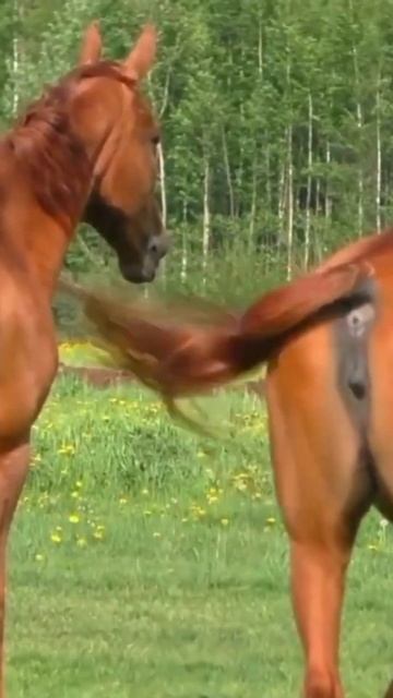 Horse Mating Cute - Most Breeding Horse