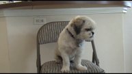 Sonny the Wonder Dog learns his colors