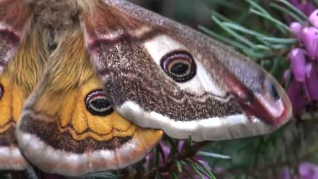 The Saturniidae family includes some of the largest butterfly species,