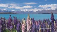 Lake Tekapo lupins SF0458