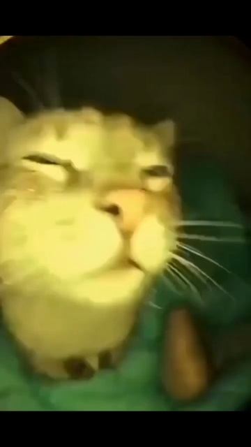 Кот танцует под песню