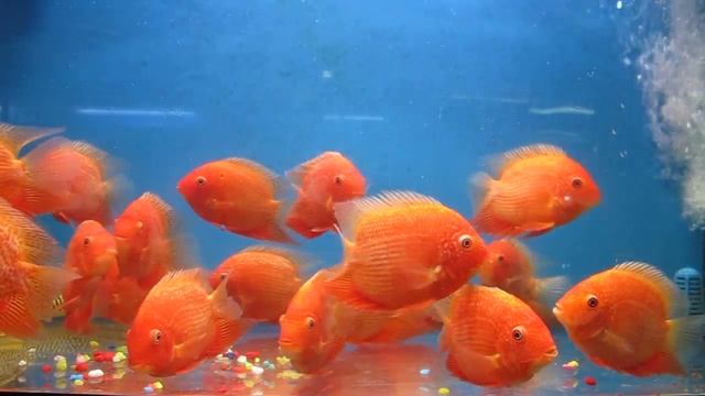 Red Severum fish