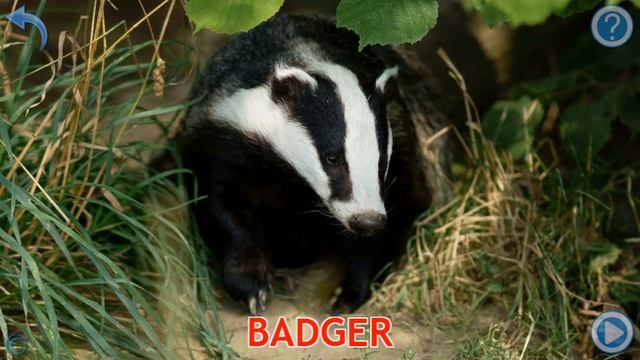 Forest animals for toddlers in English.