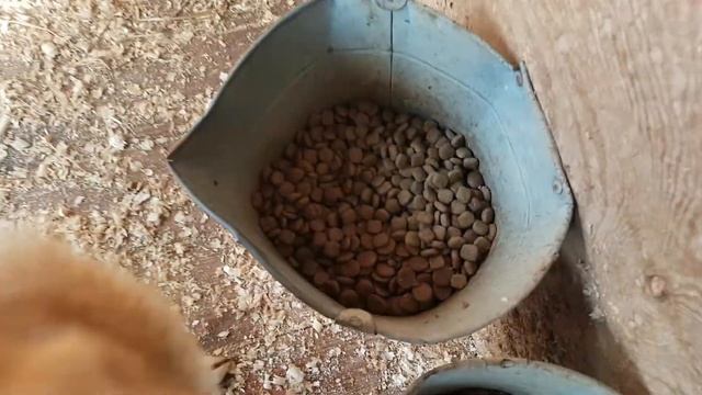 Гуманитарная помощь 11.2018 Зяблик и Голди