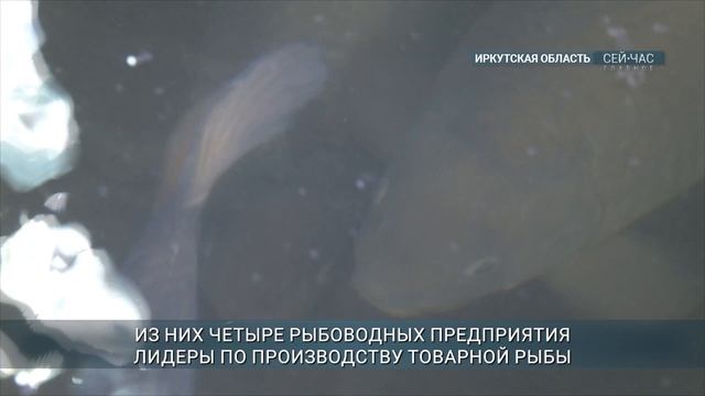 Более 100 тонн рыбной продукции произвели в Приангарье за девять месяцев