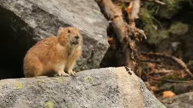 Cute Pika (Ochotona) At Mount Rainier In Washington State
