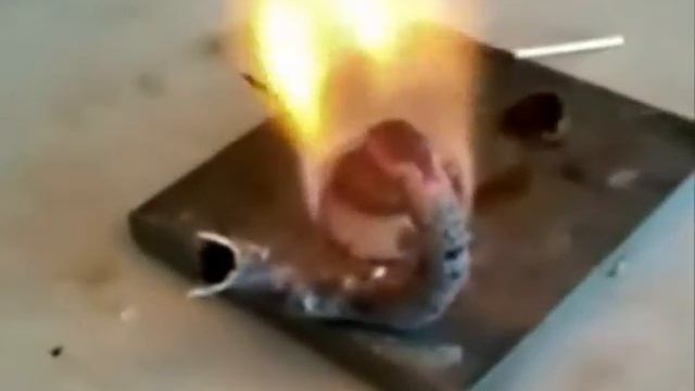 Фараонова змея - 2