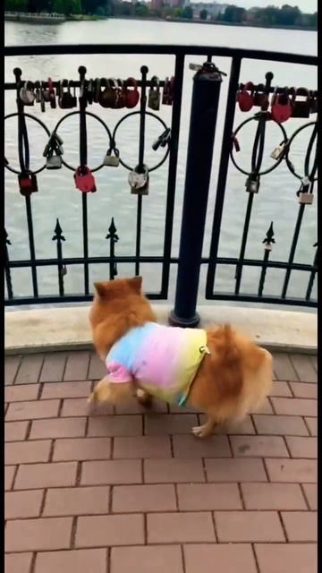 Funny dog 🐩 #shorts #веселыесобаки #приколы #животные #смешные