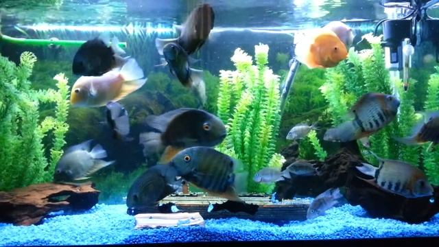 Severum Community Tank