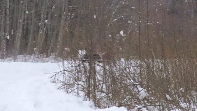 09.02.19 г. Ралли Пено. СУ-1. Видеосъемка Михаила Жукова.