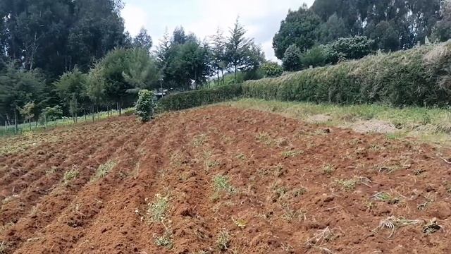 Mixing organic and inorganic fertilizer/ 2nd season preparation