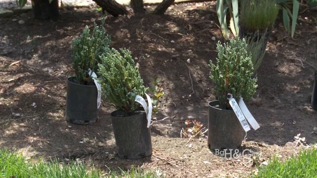 Springhouse Gardens - Creating the Rain Garden by the Barn at Springhouse