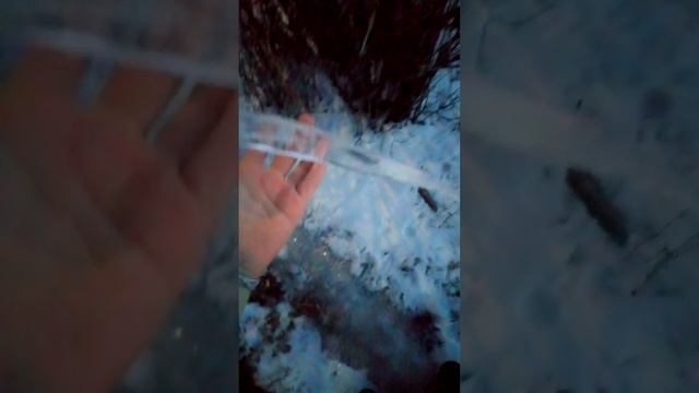 Сасуля