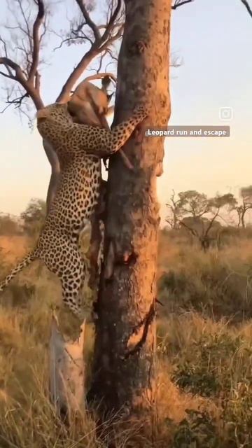 leopard steal meat from hyena #leopard #hyena #wildlife #trending #shorts #animals