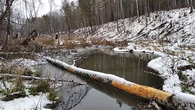 Очередной свежий бобрятник.
