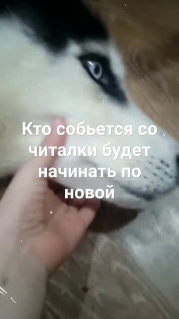 А4 лама мама