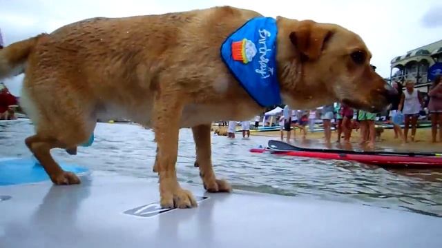 Man and Dog SUP Race | Australia Day SUP 2015