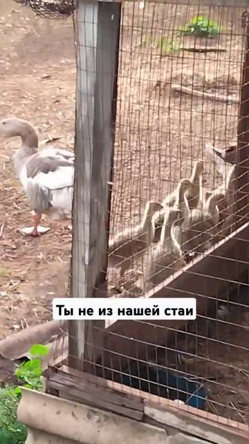 ИДИ К СВОИМ, НЕ ПРИМАЗЫВАЙСЯ  #животные #овцы #гусинаяферма