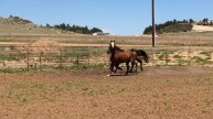 Same Breed Different Types: Morgan horse mares